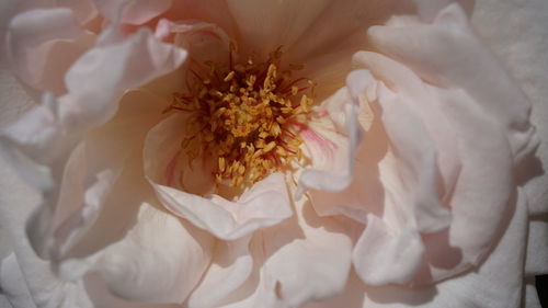 Close-up of white rose flower