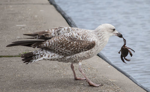 Close-up of bird