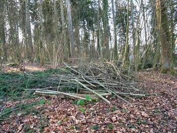 Scenic view of forest