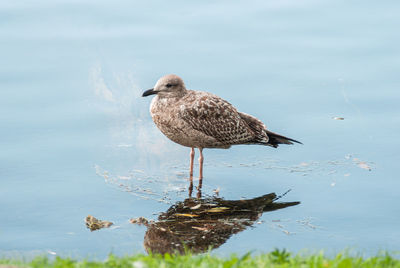 Seagull perching on a lake