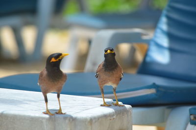 Close-up of birds perching on retaining wall