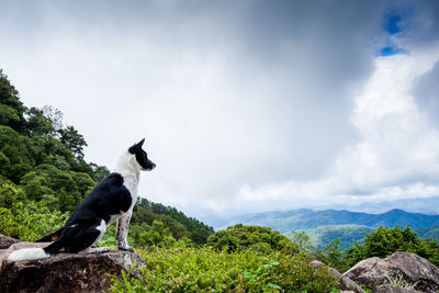 Giraffe on mountain against sky