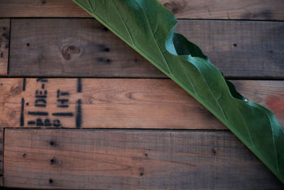 High angle view of leaves on table