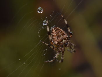 Close-up of spider on web