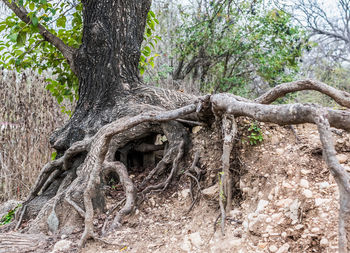 Low angle view of tree roots in forest