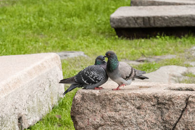 Close-up of bird perching on retaining wall