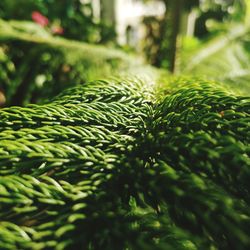 Close-up of fern leaves