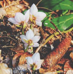 Close-up of white flowering plant