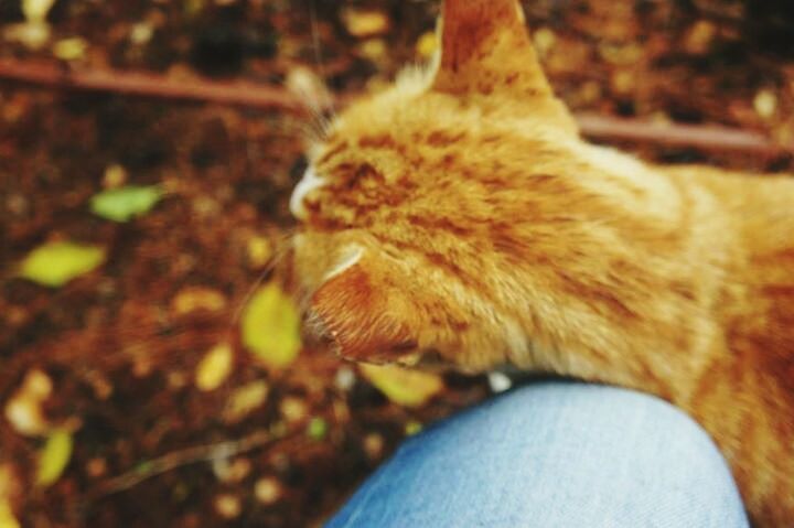 animal themes, one animal, mammal, pets, domestic animals, domestic cat, cat, feline, whisker, close-up, relaxation, focus on foreground, looking away, animal head, zoology, vertebrate, sunlight, animal, day, side view