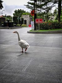 Seagull on a footpath