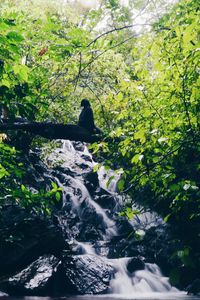 Scenic view of waterfall in forest