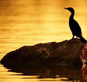 Bird perching on rock