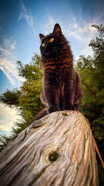 Cat sitting on rock