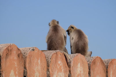 Monkeys sitting against clear blue sky