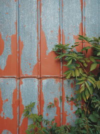 Close-up of plants during rainy season