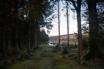 Trees growing in forest