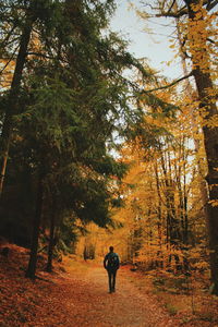 Rear view of man walking in forest during autumn