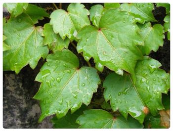 Close-up of leaves