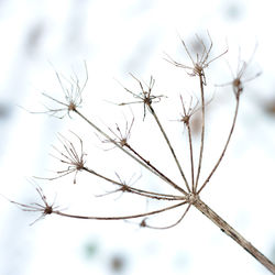 Close-up of dried plant