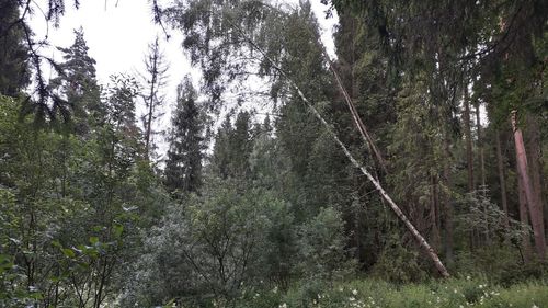 Low angle view of trees in forest