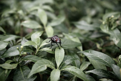 Close-up of fly on plant