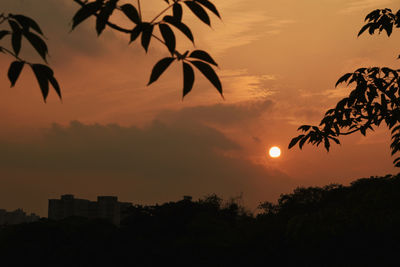 Silhouette trees against orange sky