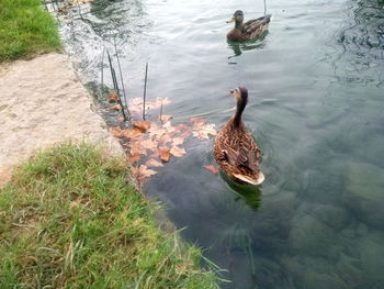 High angle view of mallard ducks swimming on lake