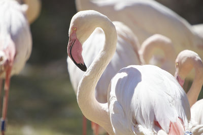 Close-up of swan