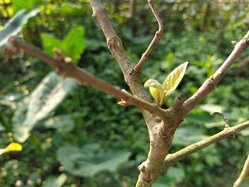 Close-up of a tree