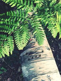 Plants growing on a tree