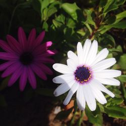 Close-up of white flowers blooming outdoors