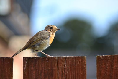 Close-up of bird perching on wooden post