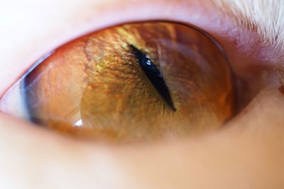 Macro shot of human eye