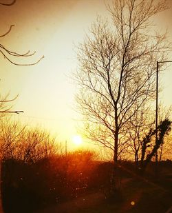 Close-up of silhouette trees against sky during sunset