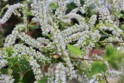 Close-up of plants during winter