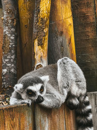 High angle view of monkey sitting on wood