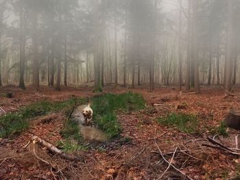 Trees on landscape in forest