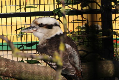 Close-up of bird perching on branch