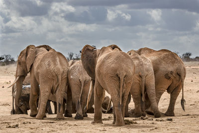 Elephants on field against cloudy sky