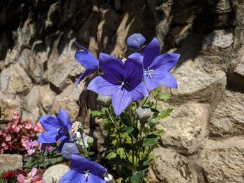 High angle view of purple flowering plant