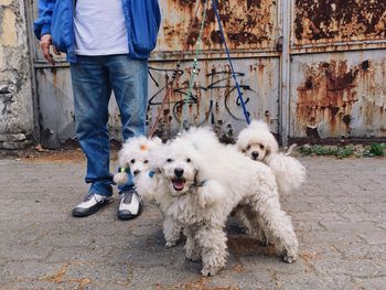 Low section of man standing with poodles against rusty metal