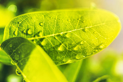 Macro shot of green leaves