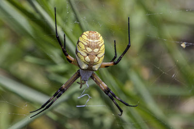 Close-up of spider on web