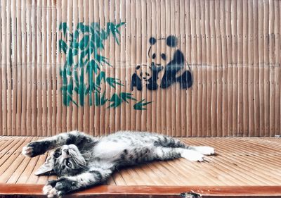 View of a cat resting on wood