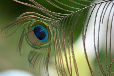 Close-up of peacock