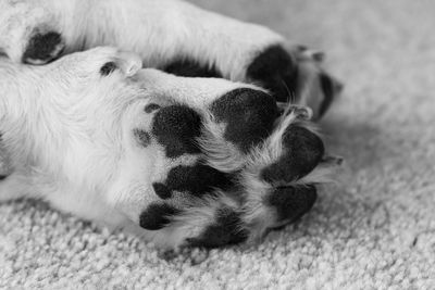 Cropped image of dog lying on carpet