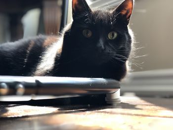 Close-up portrait of black cat