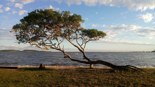 Tree by sea against sky