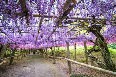 View of flowering plants in park