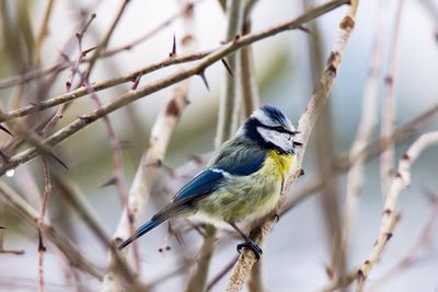 Close-up of bird perching on tree